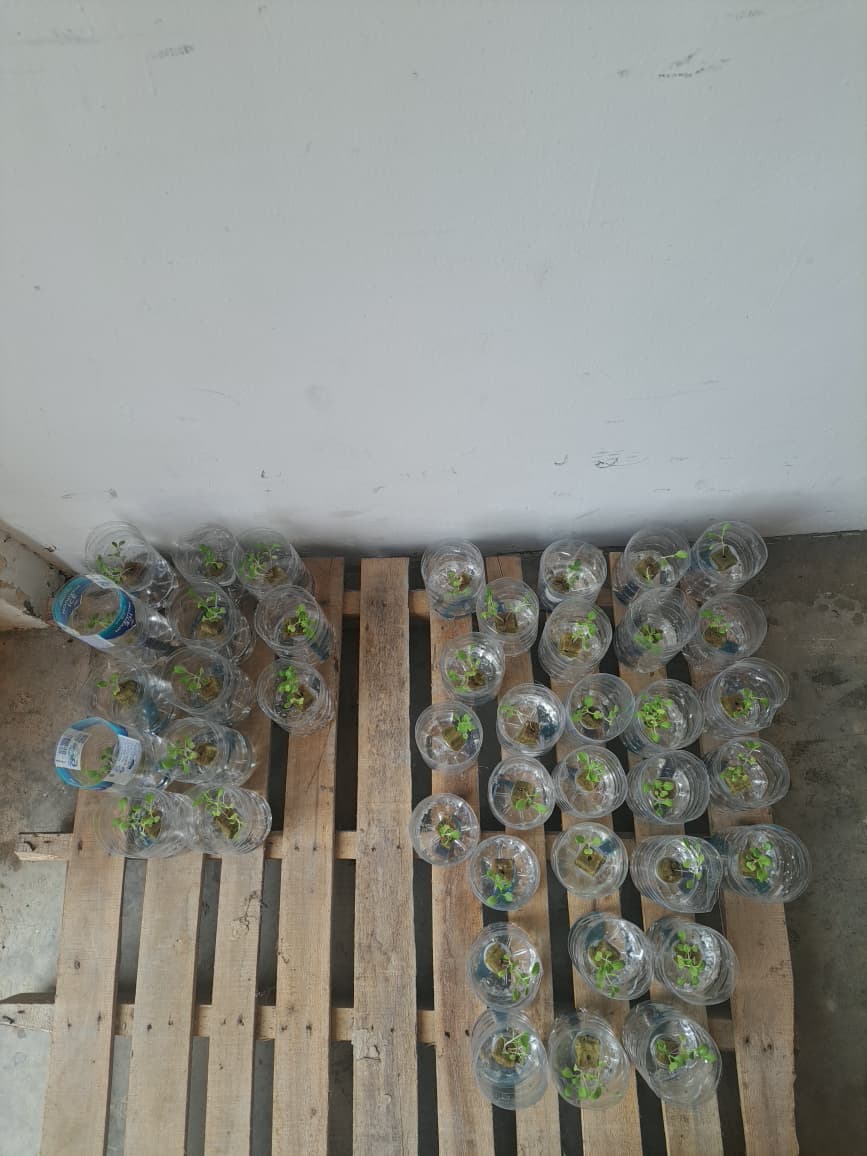 Activity thumbnail: hydrophonics